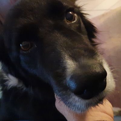 RielloPaolo's profile picture. 