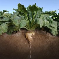 American Sugarbeet Growers Association (@amsugarbeet) 's Twitter Profile