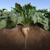 American Sugarbeet Growers Association (@amsugarbeet) Twitter profile photo American Sugarbeet Growers Association (@amsugarbeet) Twitter profile photo