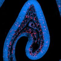 Sebastian Wellford (@immunowellford) 's Twitter Profile Photo