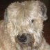 Isabel 🤦♀️🤔🌊🐕 (@isa3378233782) Twitter profile photo Isabel 🤦♀️🤔🌊🐕 (@isa3378233782) Twitter profile photo