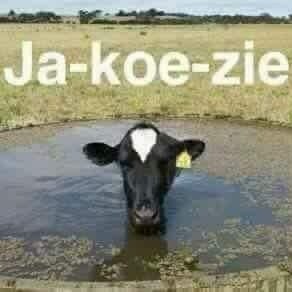 MolletjeJ's profile picture. 