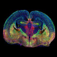 WVU Dept. of Neuroscience (@neurosciencewvu) 's Twitter Profile Photo WVU Dept. of Neuroscience (@neurosciencewvu) 's Twitter Profile Photo