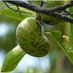manchineelpeart (@manchineelpeart) Twitter profile photo manchineelpeart (@manchineelpeart) Twitter profile photo