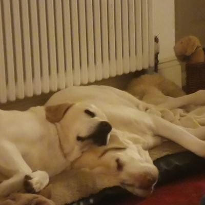 RobHunt24164808's profile picture. interested in politics, football and horse racing. definitely not great at horse racing, still trying to work through the politics.