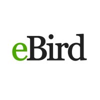 eBird(@Team_eBird) 's Twitter Profileg