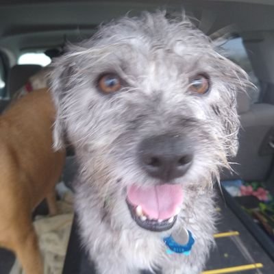 rougerig1's profile picture. 