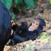 GW Primate Behavior Lab (@gwmurraylab) 's Twitter Profile