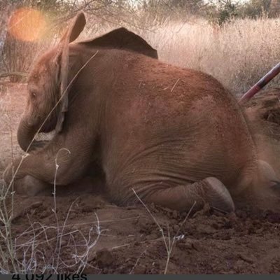 CarolAnnPereir1's profile picture. Proud Mom to adopted Roho @SheldrickTrust