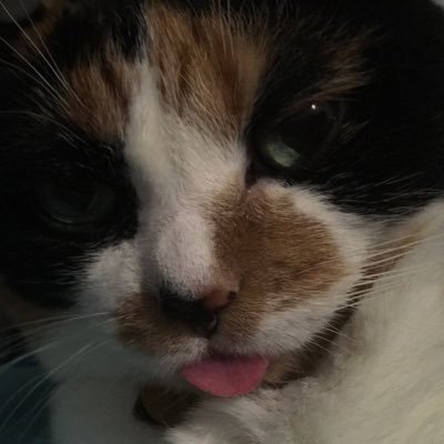 fall_out_nerd's profile picture. NICU/Paediatic Nurse. Cat Mum. Fall Out Boy fan. Llama? She/Her