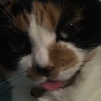 Stef😸 (@fall_out_nerd) 's Twitter Profile