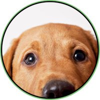 White Peony Farm (@whitepeonyfarm) 's Twitter Profile Photo