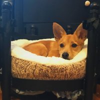 Ziggy & Shamrock (@dublinspaws) 's Twitter Profile