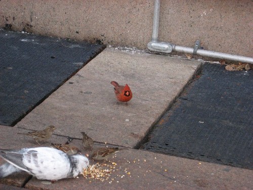 graefel's profile picture. Abolitionist vegan, state-licensed wildlife rehabilitator, freelance copy editor/proofreader