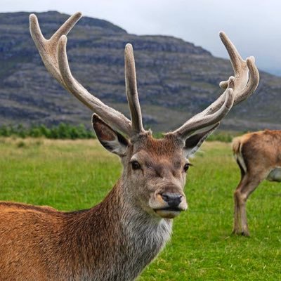 DeerPelecto Profile Picture