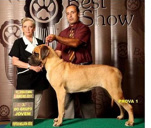 Canil de propriedade de Pierre Nickel e Simone Bohnenstengel. Criamos Mastiff Inglês e Pastor de Shetland