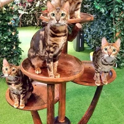 旧 倉敷ヒョウ猫の森 フクロウとヒョウ猫乃森 Kurahyo Bengal Twitter 旧 倉敷ヒョウ猫の森 フクロウとヒョウ猫乃森 Kurahyo Bengal Twitter