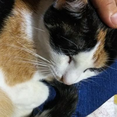 小さな庭「猫のひたい。」の四季語り。あっという間に春から夏へ。入梅を目前に控えて植栽の見直しをしているところ。裏庭ポタジェは葉ネギとサヤエンドウからプチトマト・大葉に移行中です🍅✨️ ⋆͛📢⋆お知らせです💦当面の間(原則)POSTのみとさせていただきます🙇♀️💦