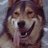 FaithInDog