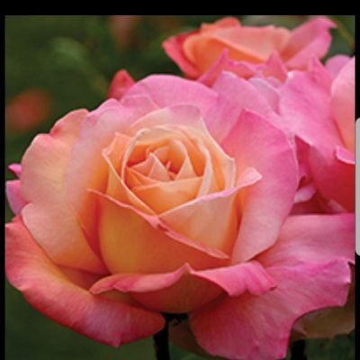 RosesareRos1 Profile Picture