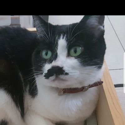 SNSが苦手なので一切駆使せず 、口コミだけで仕事をしています。そういうマジシャンがいてもいいじゃない。実力もないのに何故か色々なテレビ番組に出していただいている、運だけはいいマジシャン。マインド・サーフィンってのは、人の心を操るテクニックとかではなく『他人と楽しく人生を生きるための知恵』みたいなもんだと思ってます。
