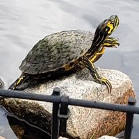 Turtle Man (@moonshinerx) 's Twitter Profile