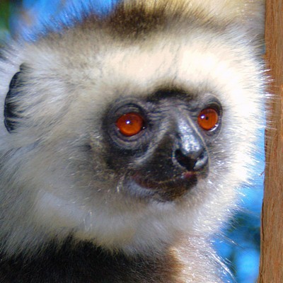 Admiring the incredible diversity of wildlife in Madagascar...