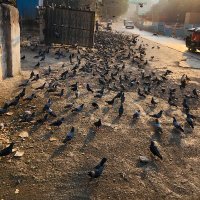 Pigeon Menace - Lokhandwala (@menacepigeon) 's Twitter Profile