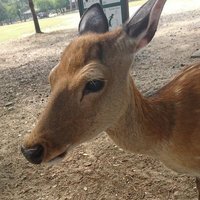 fxv鹿 (@fxv26287819) 's Twitter Profile