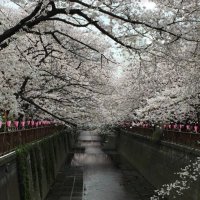 salaryman のはず (@pocchari_danshi) 's Twitter Profile