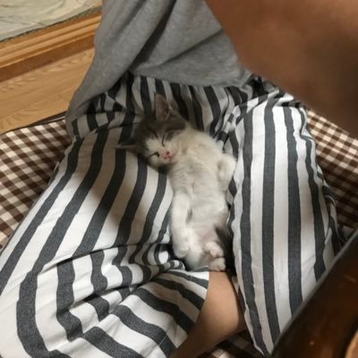 猫二匹と暮らしています。我が家の猫達は皆んなを笑顔にしてくれます。Twitterを通して可愛い動物達を見たいです🥰