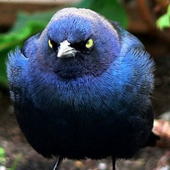 Foul-mouthed bird. Introverted Weirdo. #BLM. #LGBTQ. #FBR. Fuck Trump. She/her.