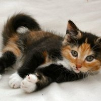 Bristol Cats (@uniofbristolcat) 's Twitter Profile