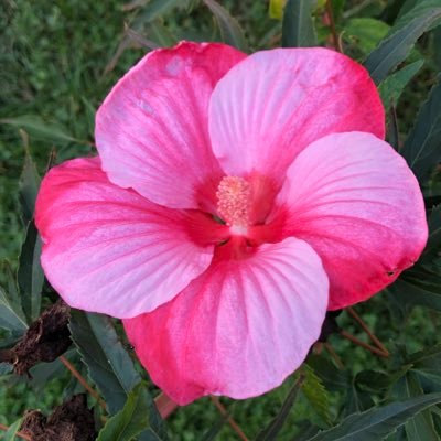 janicemthomas1's profile picture. #TheResistance 🌊