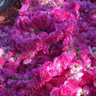 مزرعة بن سلمان للورد الطائفي ward binsalman twitter