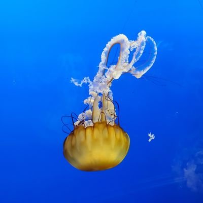 Sassysaps's profile picture. I'm just a simple man trying to make my way in the universe