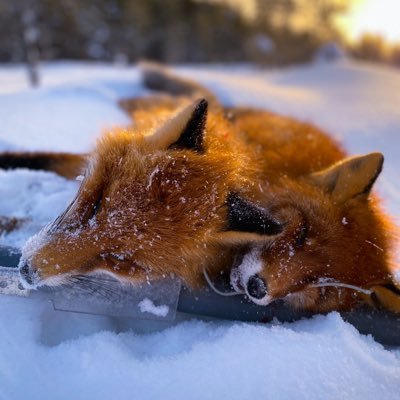 norrbottensjakt's profile picture. Jakten är mitt liv!