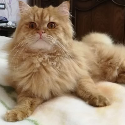 RetractedS's profile picture. Hello