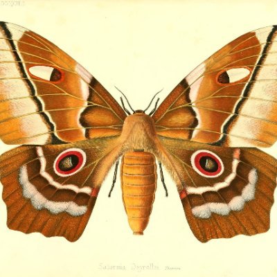 The Biodiversity Heritage Library has thousands of illustrations of flora and fauna. This unaffiliated bot shares random images from the collection.