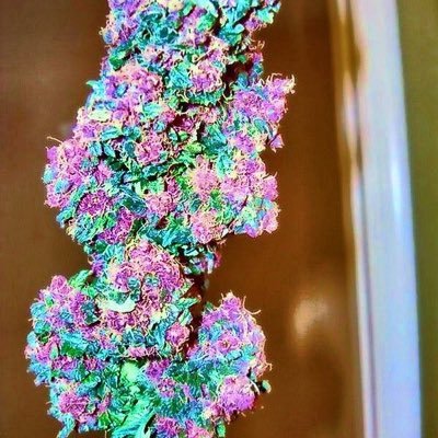 teamminnick's profile picture. 