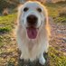 Funny Dog Bailey (@funnydogbailey) Twitter profile photo Funny Dog Bailey (@funnydogbailey) Twitter profile photo