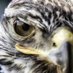 فيصل العُمري (@faisal_omari) Twitter profile photo فيصل العُمري (@faisal_omari) Twitter profile photo