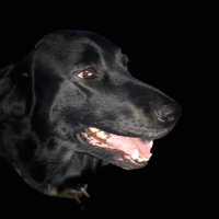 Ross (@r1113t) 's Twitter Profile