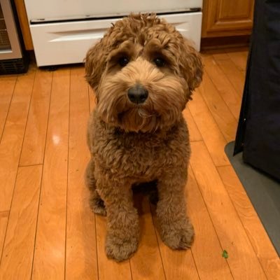 I’m Scarlett, an Australian Labradoodle living the SoCal life! Fave hobbies are sniffing things, chewing my toys, and stealing every morsel of food in sight!