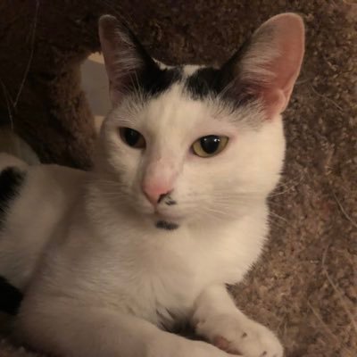 Elon Musk is human garbage. Also, My BabyCat begged for her life in Puerto Rico and I took her home to NJ. Blanca is also a Diva and my heart. #StillWithHer 🌈