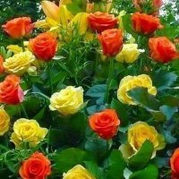 Bahar (@bahar29521569) 's Twitter Profile