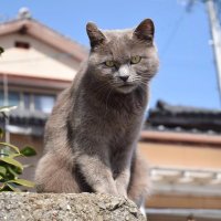 ざきお (@saozakki) Twitter profile photo