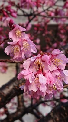 着物大好き💕富士山もお花も大好き❤️今ではすっかり仕立屋甚五郎さんの大ファンの私✨🤗最近の推しはルカチ（演歌歌手・望月琉叶）です😁👍