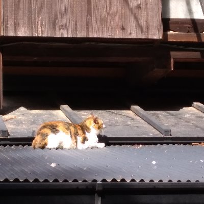 ichikawaharumir's profile picture. 子ども、くらし、食、環境など。
体験農園11年目。
香港映画→韓国映画。DVDで観ることが多くて時期外れ気味。