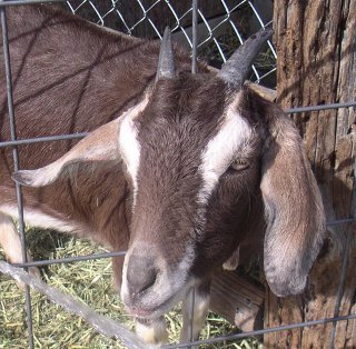 Dancing Goat Farm